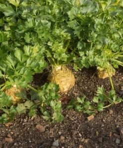 Giant Prague Celeriac Seeds - 500 Count - Root Celery Vegetable for Culinary Use - Image 8