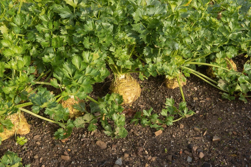 Giant Prague Celeriac Seeds - 500 Count - Root Celery Vegetable for Culinary Use - Image 8