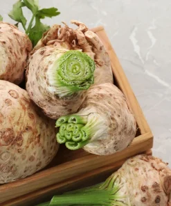 Giant Prague Celeriac Seeds - 500 Count - Root Celery Vegetable for Culinary Use - Image 9