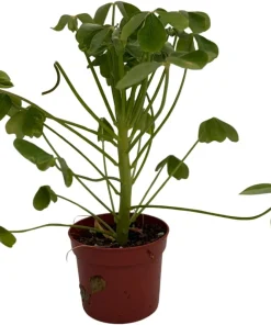 Giant Shamrock Tree Oxalis Live Plant - 2.5" Pot - Indoor/Outdoor - Image 2