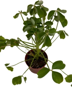 Giant Shamrock Tree Oxalis Live Plant - 2.5