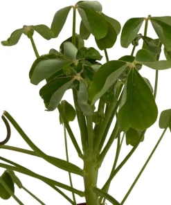 Giant Shamrock Tree Oxalis Live Plant - 2.5