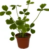 Giant Shamrock Tree Oxalis Live Plant - 2.5" Pot - Indoor/Outdoor - Image 1