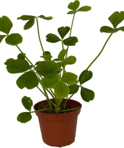 Giant Shamrock Tree Oxalis Live Plant - 2.5