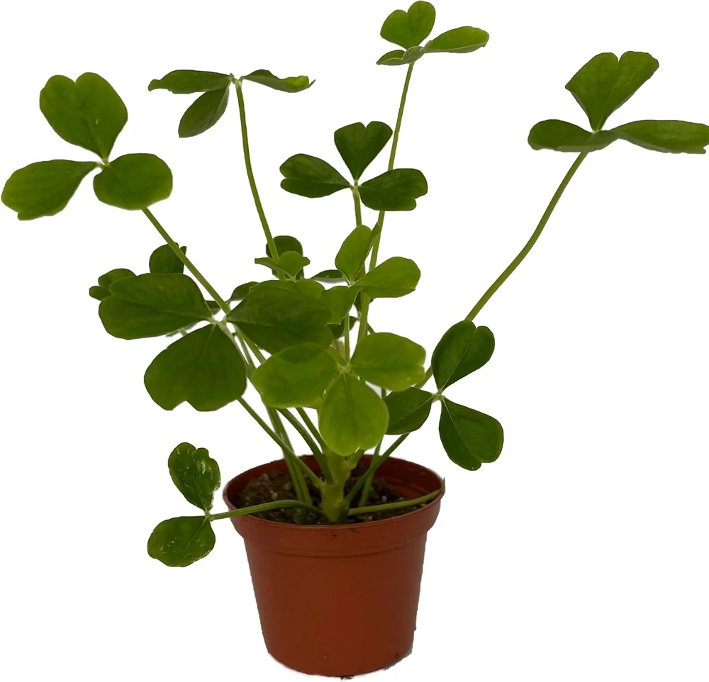 Giant Shamrock Tree Oxalis Live Plant - 2.5" Pot - Indoor/Outdoor - Image 1