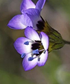 Gilia Tricolor Bird's Eyes Flower Seeds - Lavender White Yellow - 1000 Seeds - Image 10