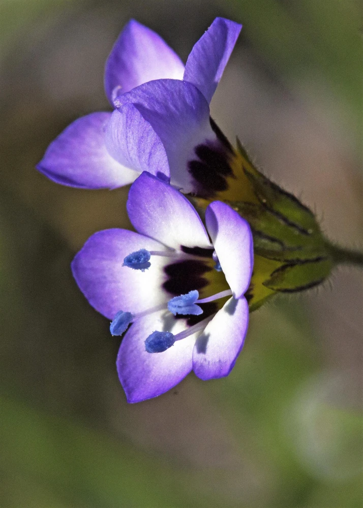 Gilia Tricolor Bird's Eyes Flower Seeds - Lavender White Yellow - 1000 Seeds - Image 10
