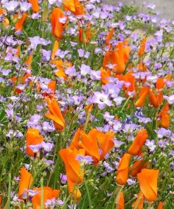 Gilia Tricolor Bird's Eyes Flower Seeds - Lavender White Yellow - 1000 Seeds - Image 11