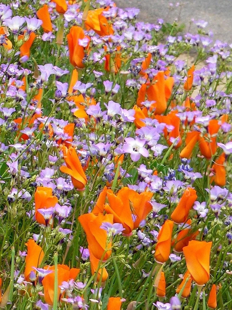 Gilia Tricolor Bird's Eyes Flower Seeds - Lavender White Yellow - 1000 Seeds - Image 11