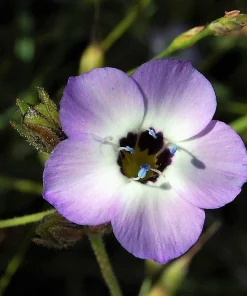 Gilia Tricolor Bird's Eyes Flower Seeds - Lavender White Yellow - 1000 Seeds - Image 12