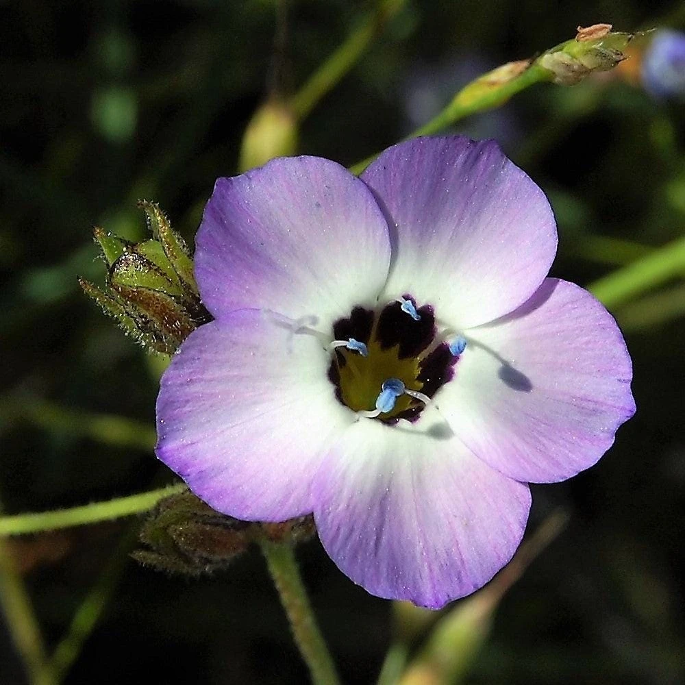 Gilia Tricolor Bird's Eyes Flower Seeds - Lavender White Yellow - 1000 Seeds - Image 12