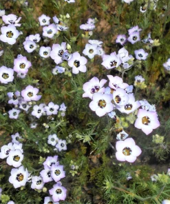 Gilia Tricolor Bird's Eyes Flower Seeds - Lavender White Yellow - 1000 Seeds - Image 13