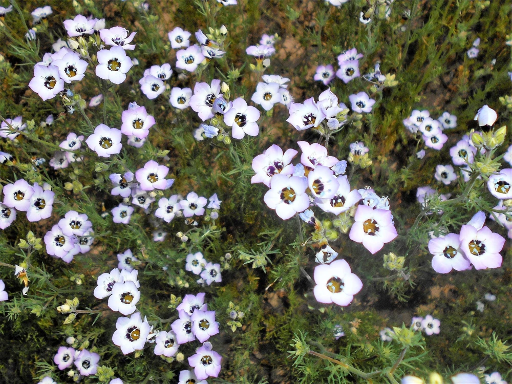 Gilia Tricolor Bird's Eyes Flower Seeds - Lavender White Yellow - 1000 Seeds - Image 13