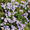 Gilia Tricolor Bird's Eyes Flower Seeds - Lavender White Yellow - 1000 Seeds - Image 1