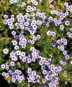 Gilia Tricolor Bird's Eyes Flower Seeds - Lavender White Yellow - 1000 Seeds - Image 1