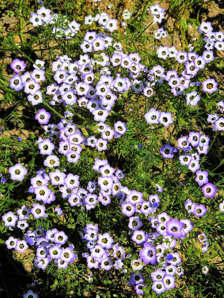 Gilia Tricolor Bird's Eyes Flower Seeds - Lavender White Yellow - 1000 Seeds - Image 1
