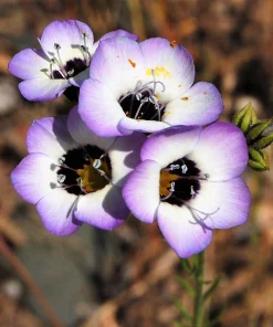Gilia Tricolor Bird's Eyes Flower Seeds - Lavender White Yellow - 1000 Seeds - Image 2