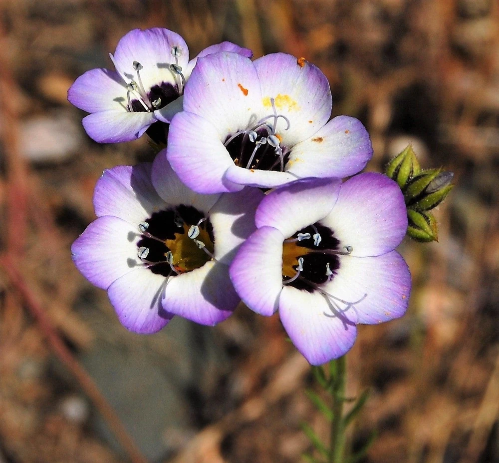 Gilia Tricolor Bird's Eyes Flower Seeds - Lavender White Yellow - 1000 Seeds - Image 2