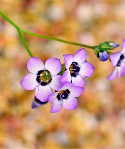 Gilia Tricolor Bird's Eyes Flower Seeds - Lavender White Yellow - 1000 Seeds - Image 3