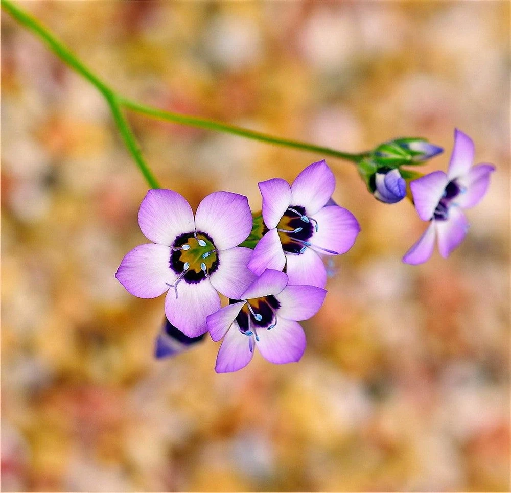 Gilia Tricolor Bird's Eyes Flower Seeds - Lavender White Yellow - 1000 Seeds - Image 3