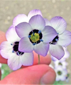 Gilia Tricolor Bird's Eyes Flower Seeds - Lavender White Yellow - 1000 Seeds - Image 4