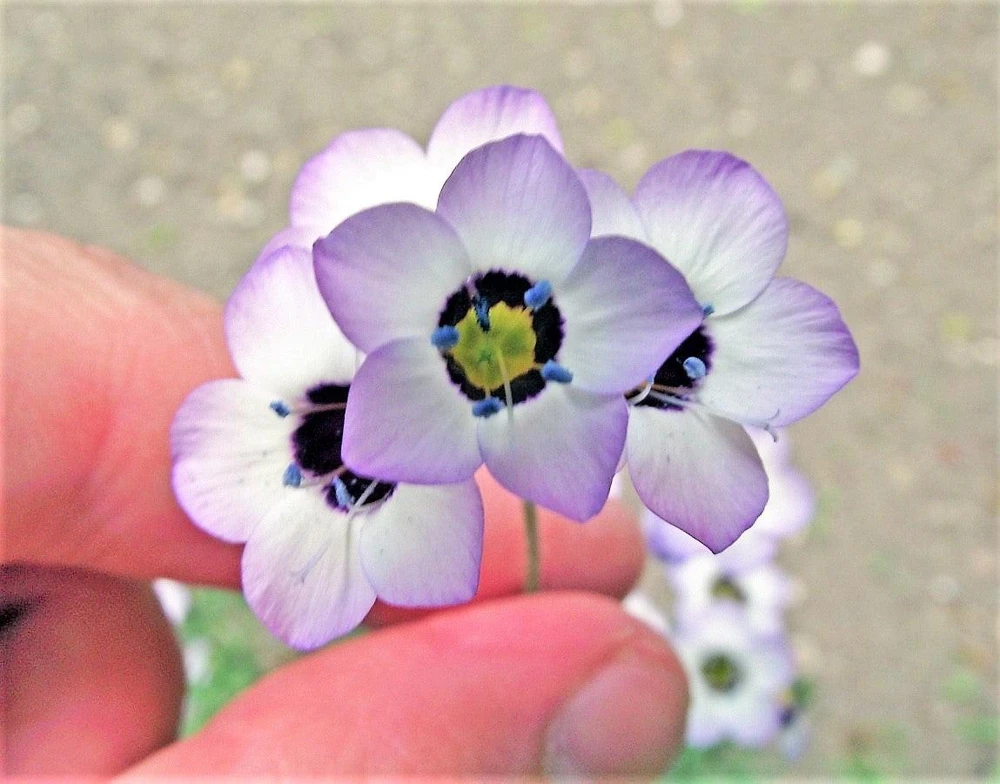Gilia Tricolor Bird's Eyes Flower Seeds - Lavender White Yellow - 1000 Seeds - Image 4