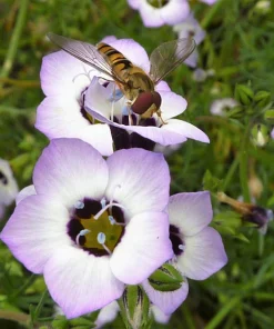 Gilia Tricolor Bird's Eyes Flower Seeds - Lavender White Yellow - 1000 Seeds - Image 5
