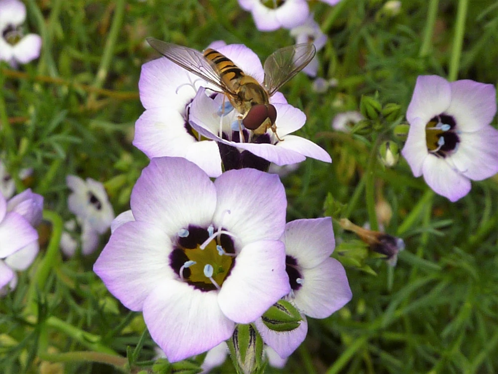 Gilia Tricolor Bird's Eyes Flower Seeds - Lavender White Yellow - 1000 Seeds - Image 5