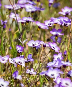 Gilia Tricolor Bird's Eyes Flower Seeds - Lavender White Yellow - 1000 Seeds - Image 6