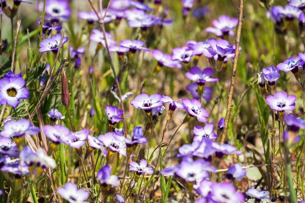 Gilia Tricolor Bird's Eyes Flower Seeds - Lavender White Yellow - 1000 Seeds - Image 6