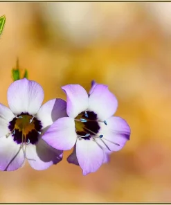 Gilia Tricolor Bird's Eyes Flower Seeds - Lavender White Yellow - 1000 Seeds - Image 7