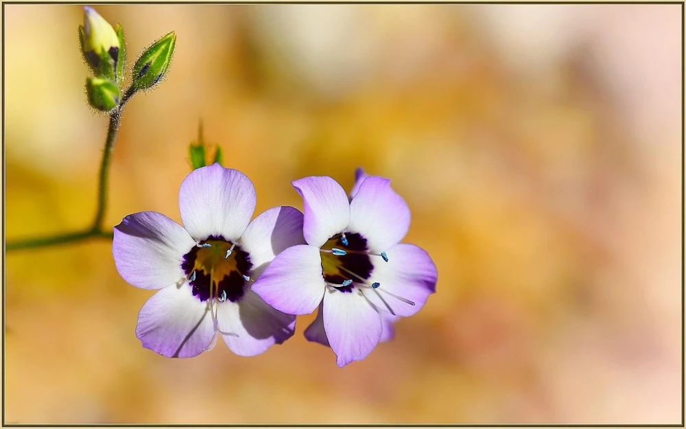 Gilia Tricolor Bird's Eyes Flower Seeds - Lavender White Yellow - 1000 Seeds - Image 7