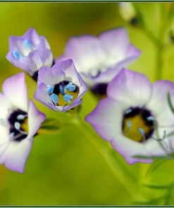 Gilia Tricolor Bird's Eyes Flower Seeds - Lavender White Yellow - 1000 Seeds - Image 8