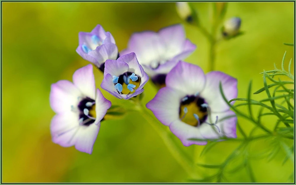 Gilia Tricolor Bird's Eyes Flower Seeds - Lavender White Yellow - 1000 Seeds - Image 8