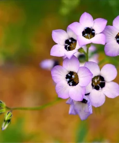 Gilia Tricolor Bird's Eyes Flower Seeds - Lavender White Yellow - 1000 Seeds - Image 9