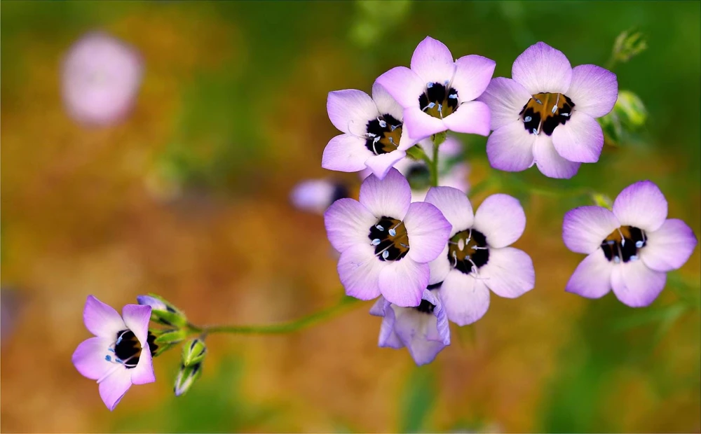 Gilia Tricolor Bird's Eyes Flower Seeds - Lavender White Yellow - 1000 Seeds - Image 9