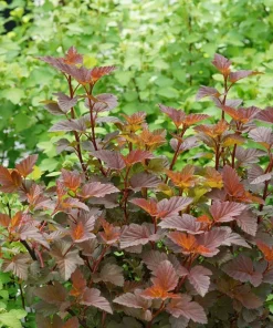 Ginger Wine Ninebark Live Shrub - 4" Pot - Colorful Foliage - Outdoor Plant - Image 2