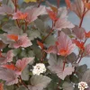 Ginger Wine Ninebark Live Shrub - 4" Pot - Colorful Foliage - Outdoor Plant - Image 1