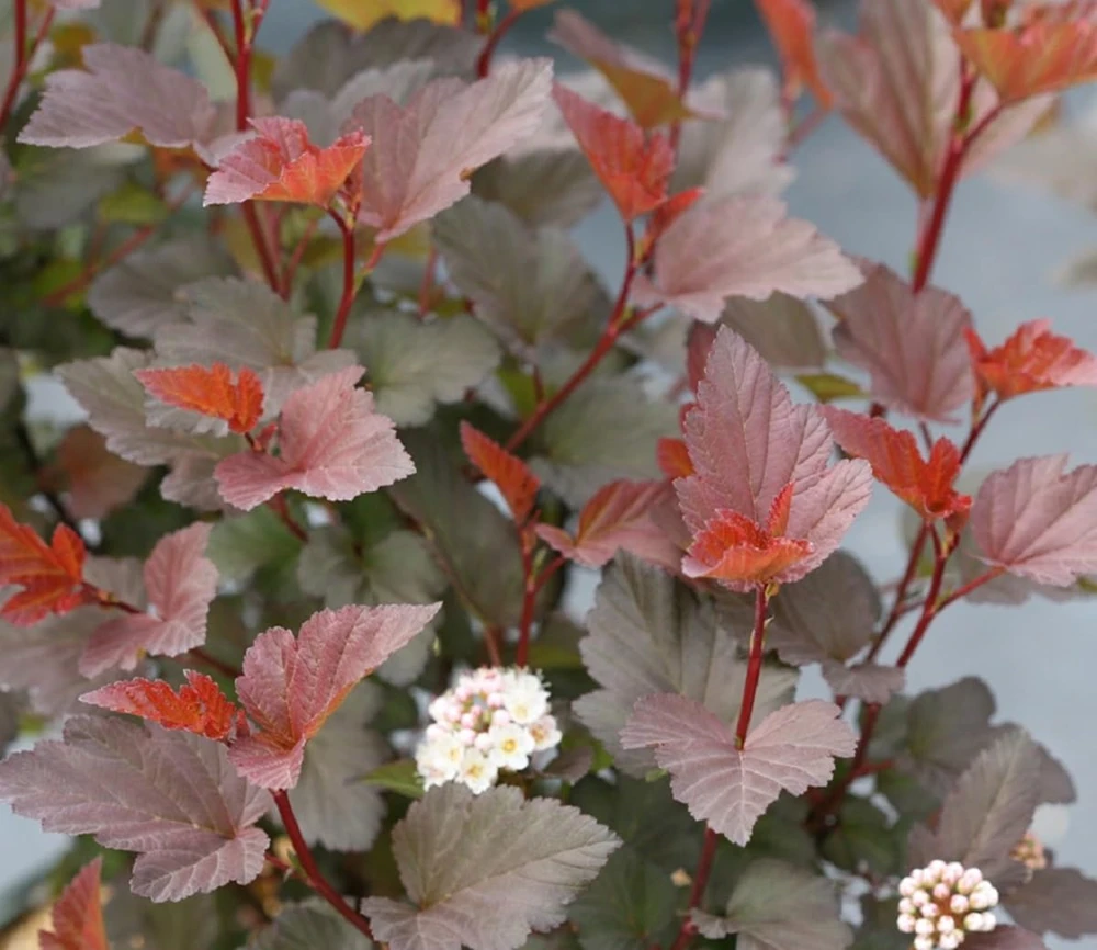 Ginger Wine Ninebark Live Shrub - 4" Pot - Colorful Foliage - Outdoor Plant - Image 1