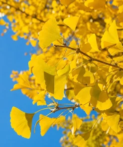 Ginkgo Biloba Live Plant – Perennial Maidenhair Tree, 6-12 Inch Tall, Quart Pot - Image 3