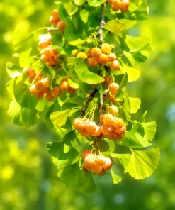 Ginkgo Biloba Live Plant – Perennial Maidenhair Tree, 6-12 Inch Tall, Quart Pot - Image 5
