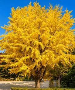 Ginkgo Biloba Live Plant – Perennial Maidenhair Tree, 6-12 Inch Tall, Quart Pot - Image 6