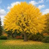 Ginkgo Biloba Live Plant – Perennial Maidenhair Tree, 6-12 Inch Tall, Quart Pot - Image 1