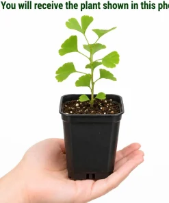 Ginkgo Biloba Live Plants, Set of 2, 6-12 Inch Tall, Quart Pot, Perennial Tree - Image 2