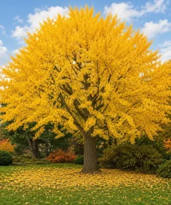 Ginkgo Biloba Live Plants, Set of 2, 6-12 Inch Tall, Quart Pot, Perennial Tree - Image 6