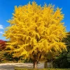 Ginkgo Biloba Live Plants, Set of 2, 6-12 Inch Tall, Quart Pot, Perennial Tree - Image 1