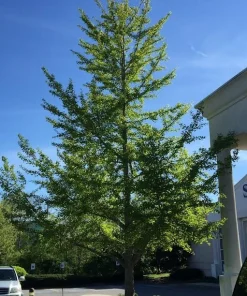 Ginkgo Biloba Tree Live Plant - Maidenhair Tree - 1 Quart Pot - 6-12