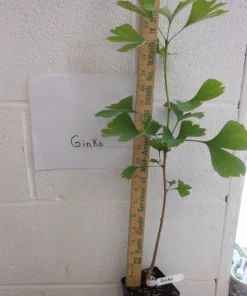 Ginkgo Biloba Tree Live Plant - Maidenhair Tree - 1 Quart Pot - 6-12
