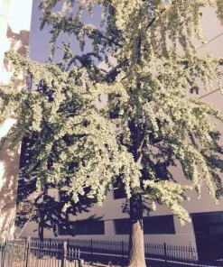 Ginkgo Biloba Tree Live Plant - Maidenhair Tree - 1 Quart Pot - 6-12