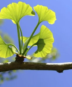 Ginkgo Biloba Tree Live Plant - Maidenhair Tree - 1 Quart Pot - 6-12
